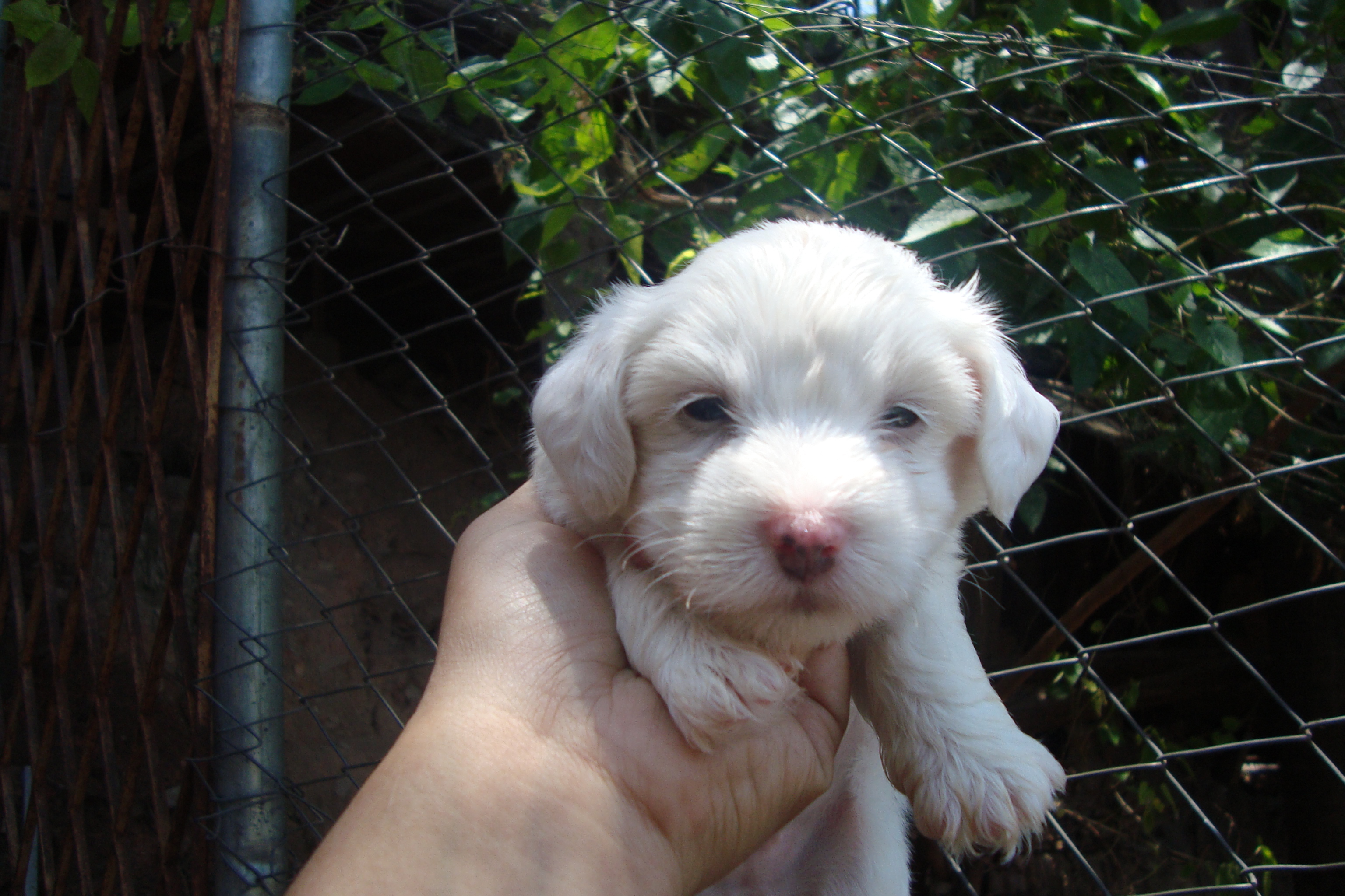 femea coton de tulear 2